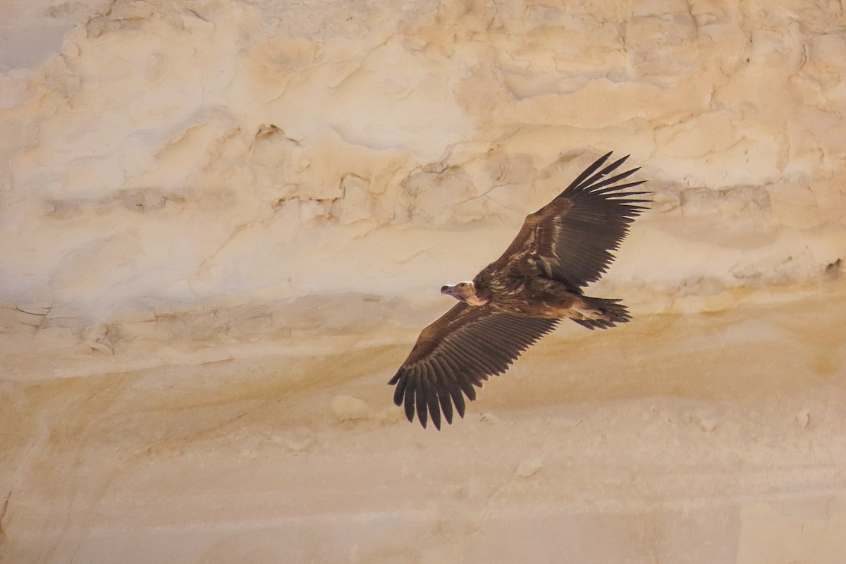 Lappet-faced Vulture - ML635361874