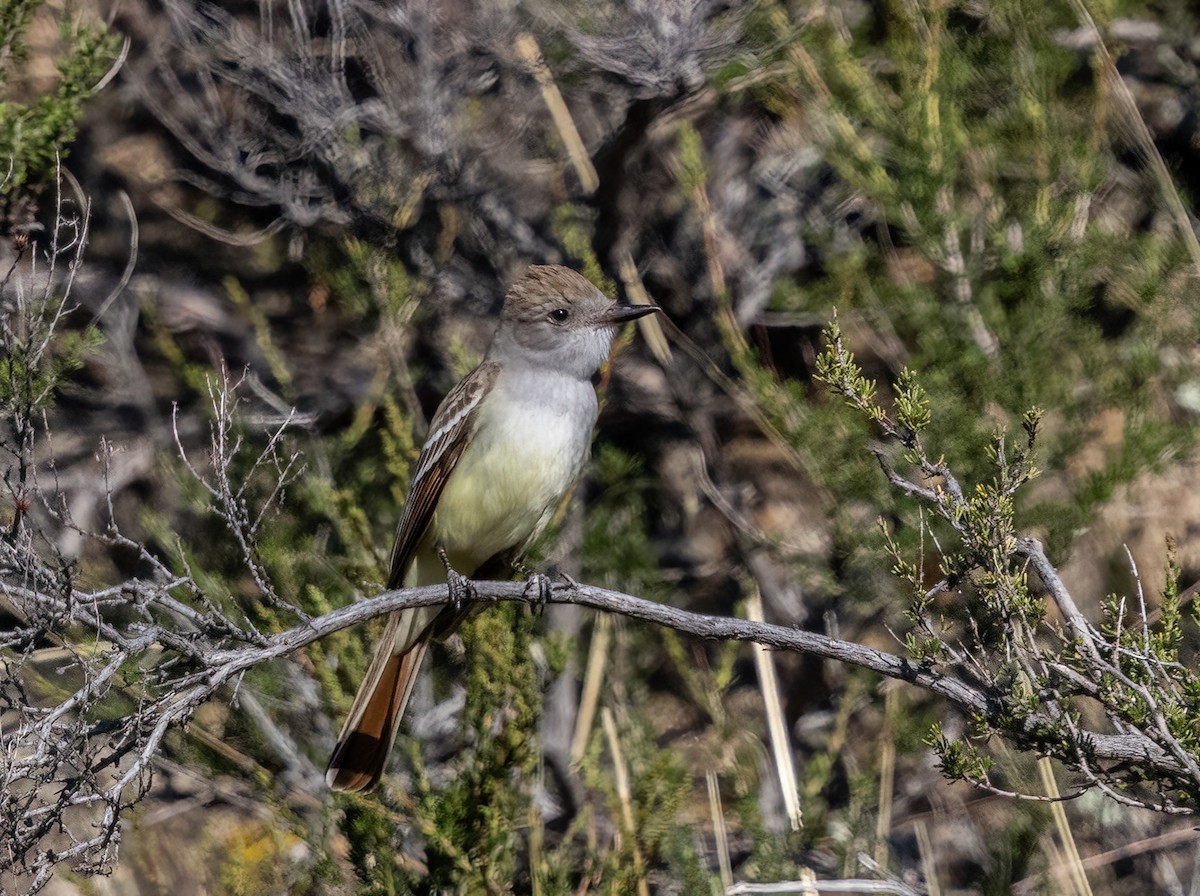 Ash-throated Flycatcher - ML635361883