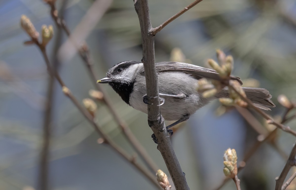 Mountain Chickadee - ML635361915