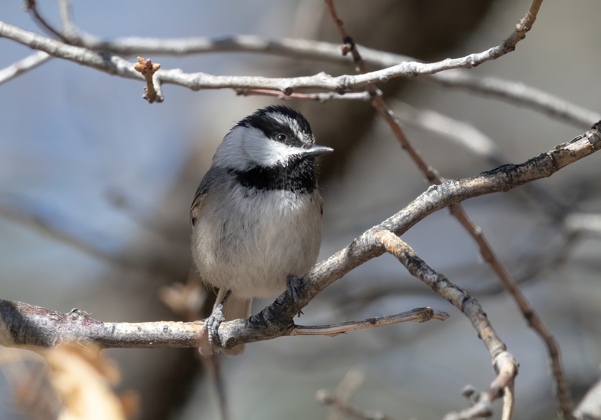 Mountain Chickadee - ML635361916