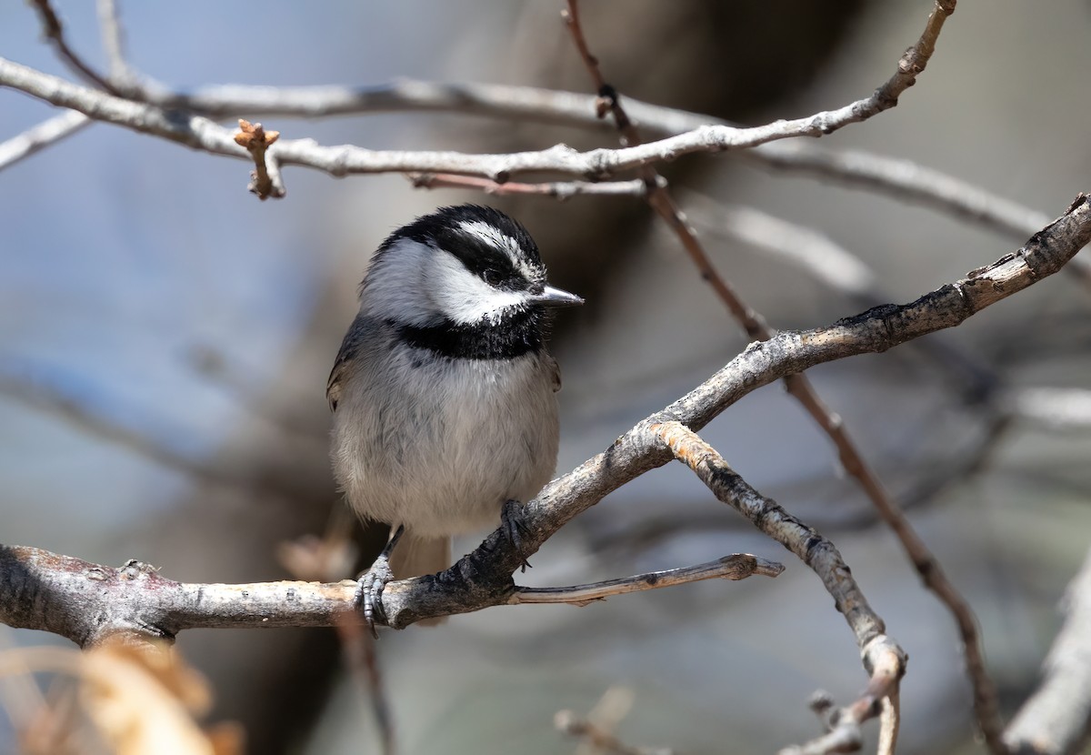 Mountain Chickadee - ML635361927