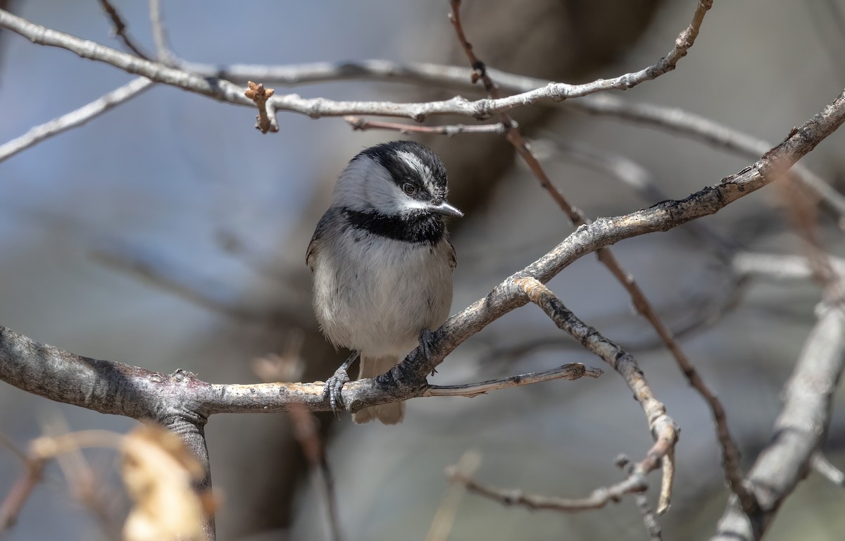 Mountain Chickadee - ML635361928