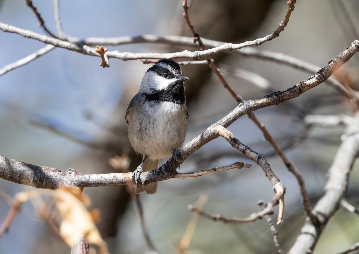 Mountain Chickadee - ML635361929