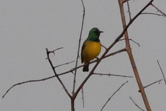Collared Sunbird - ML635361948