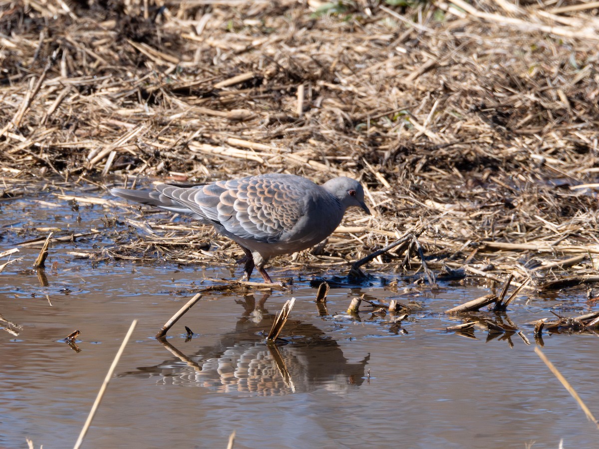 Oriental Turtle-Dove - ML635361953