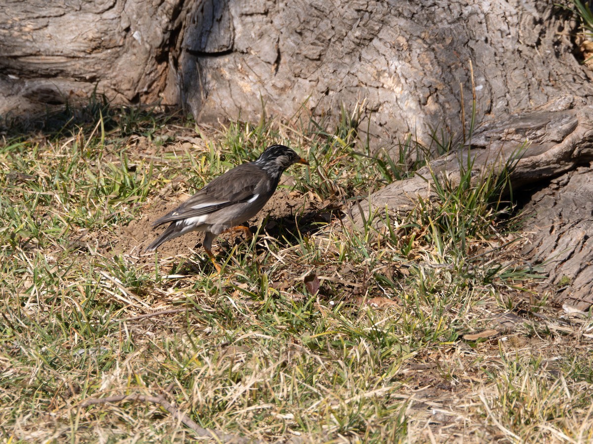 White-cheeked Starling - ML635361980