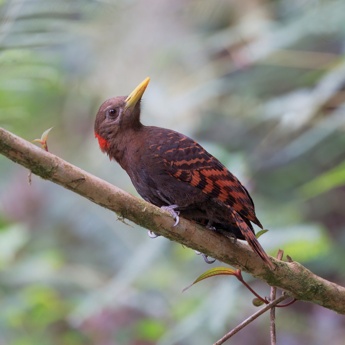 Bay Woodpecker - ML635361981