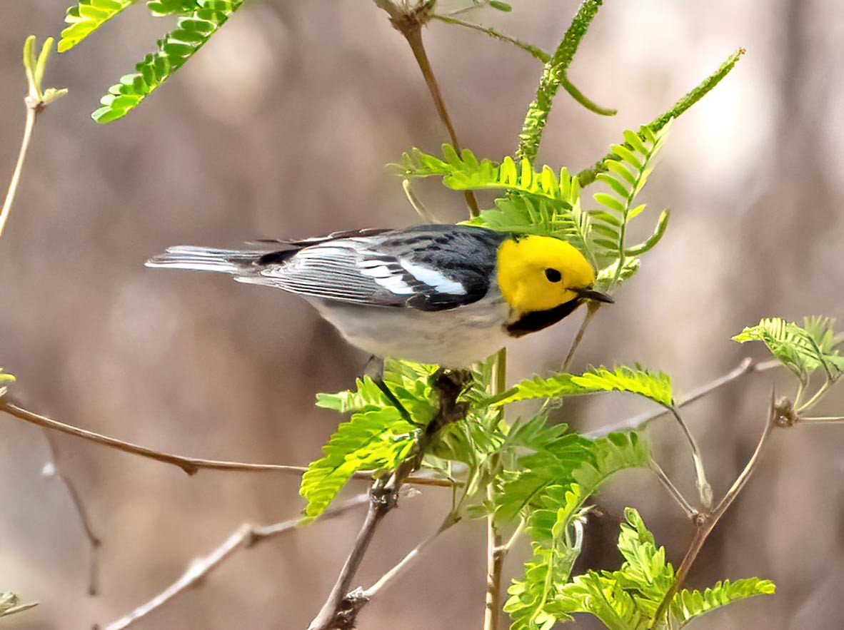 Hermit Warbler - ML635361982