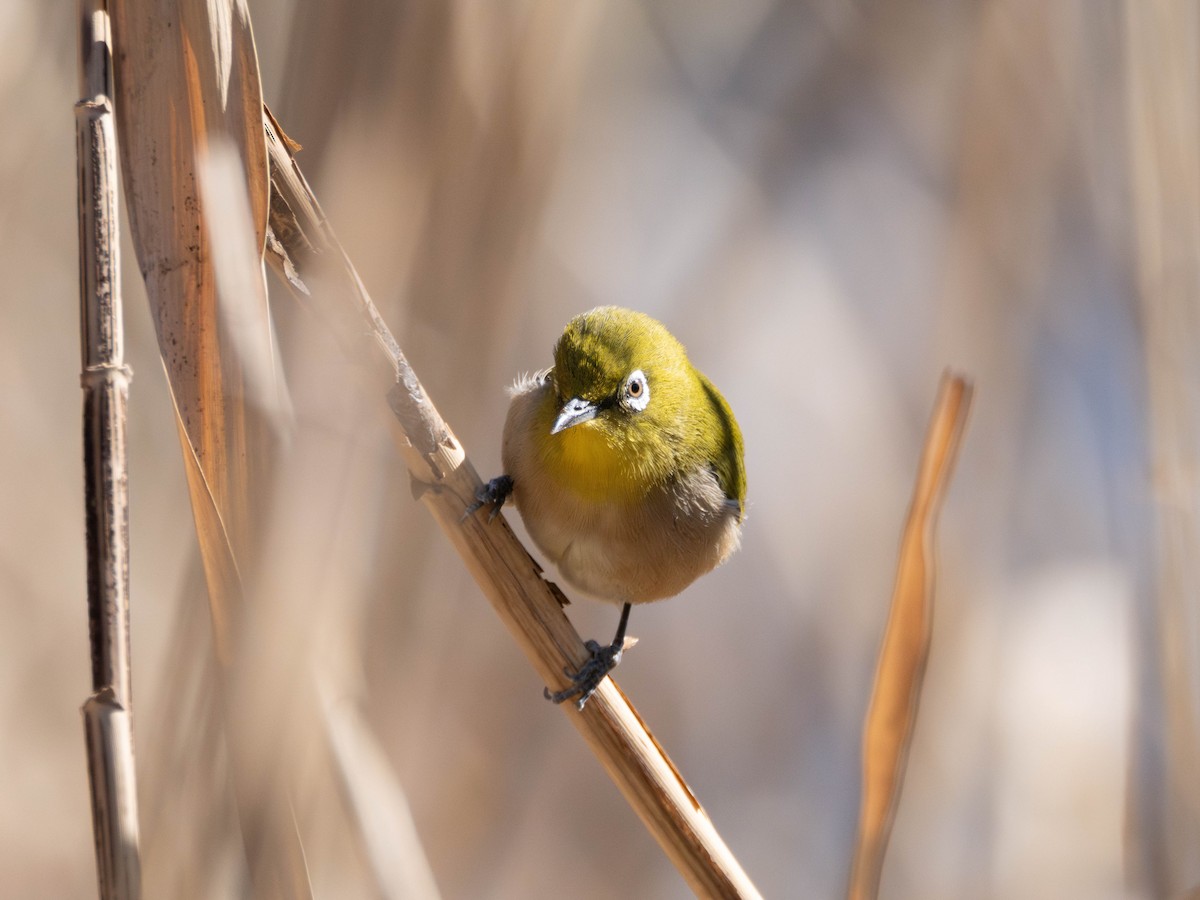 Warbling White-eye - ML635361984