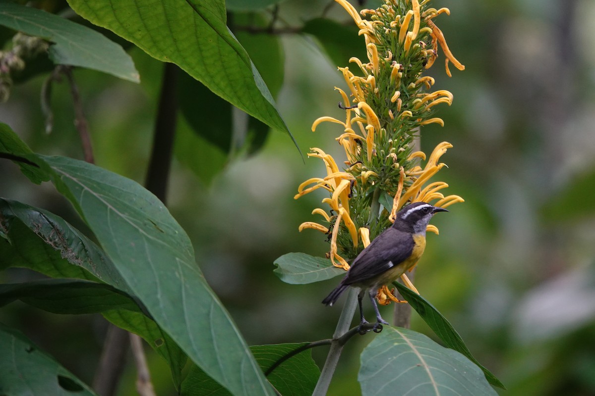 Bananaquit - ML635361986