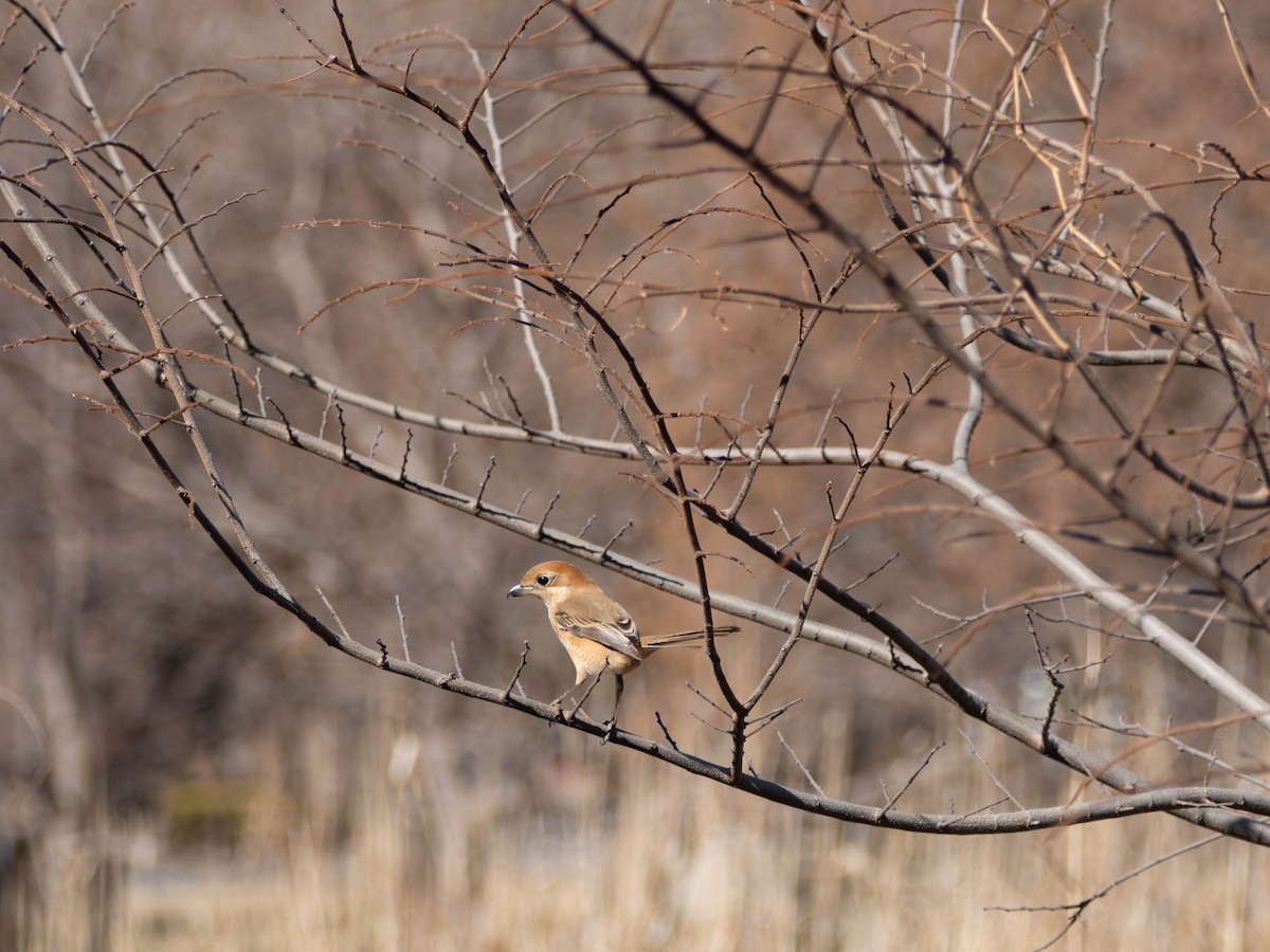 Bull-headed Shrike - ML635361988