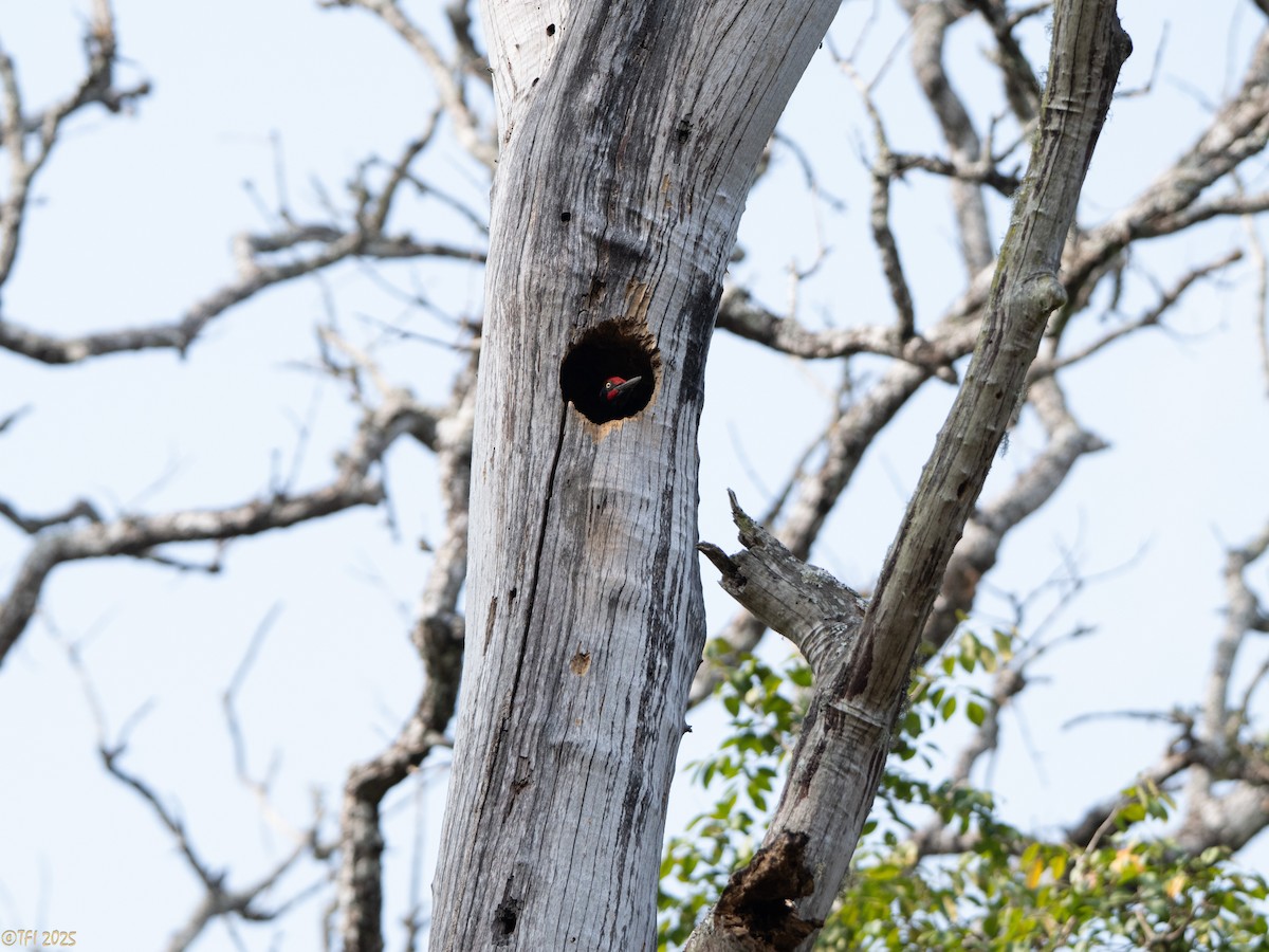 White-bellied Woodpecker - ML635361990