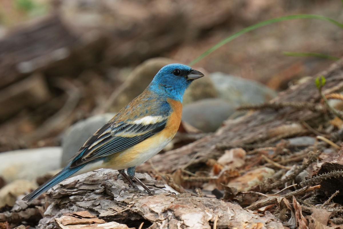 Lazuli Bunting - ML635361991