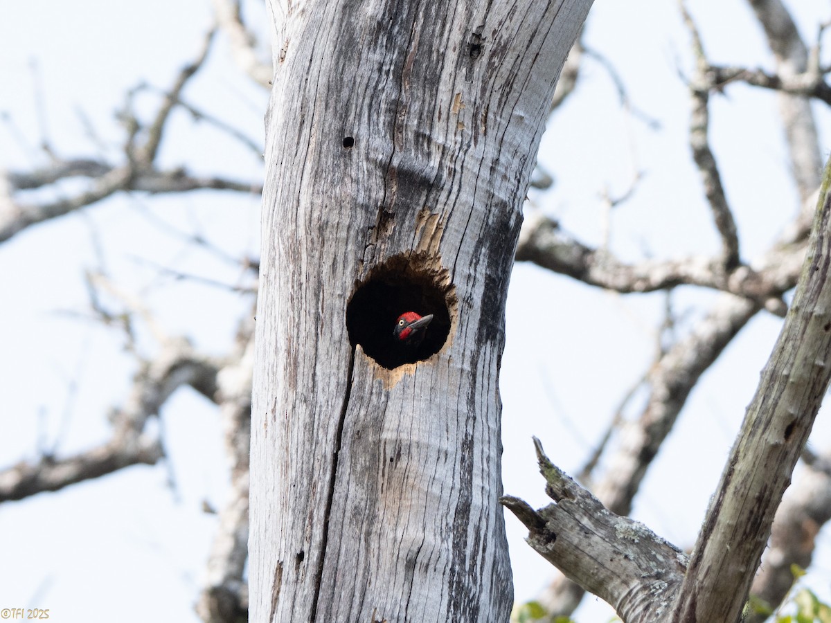 White-bellied Woodpecker - ML635361992