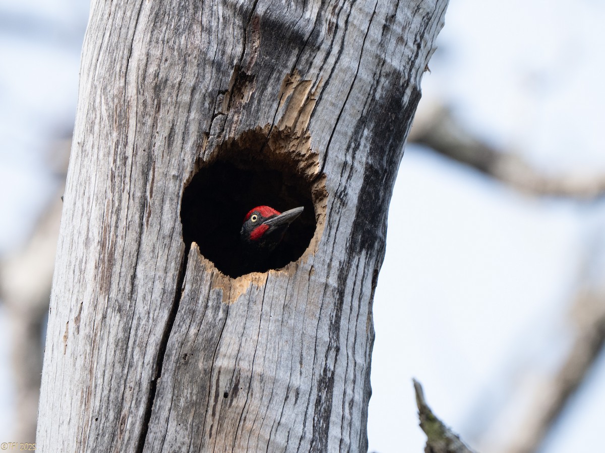 White-bellied Woodpecker - ML635361993