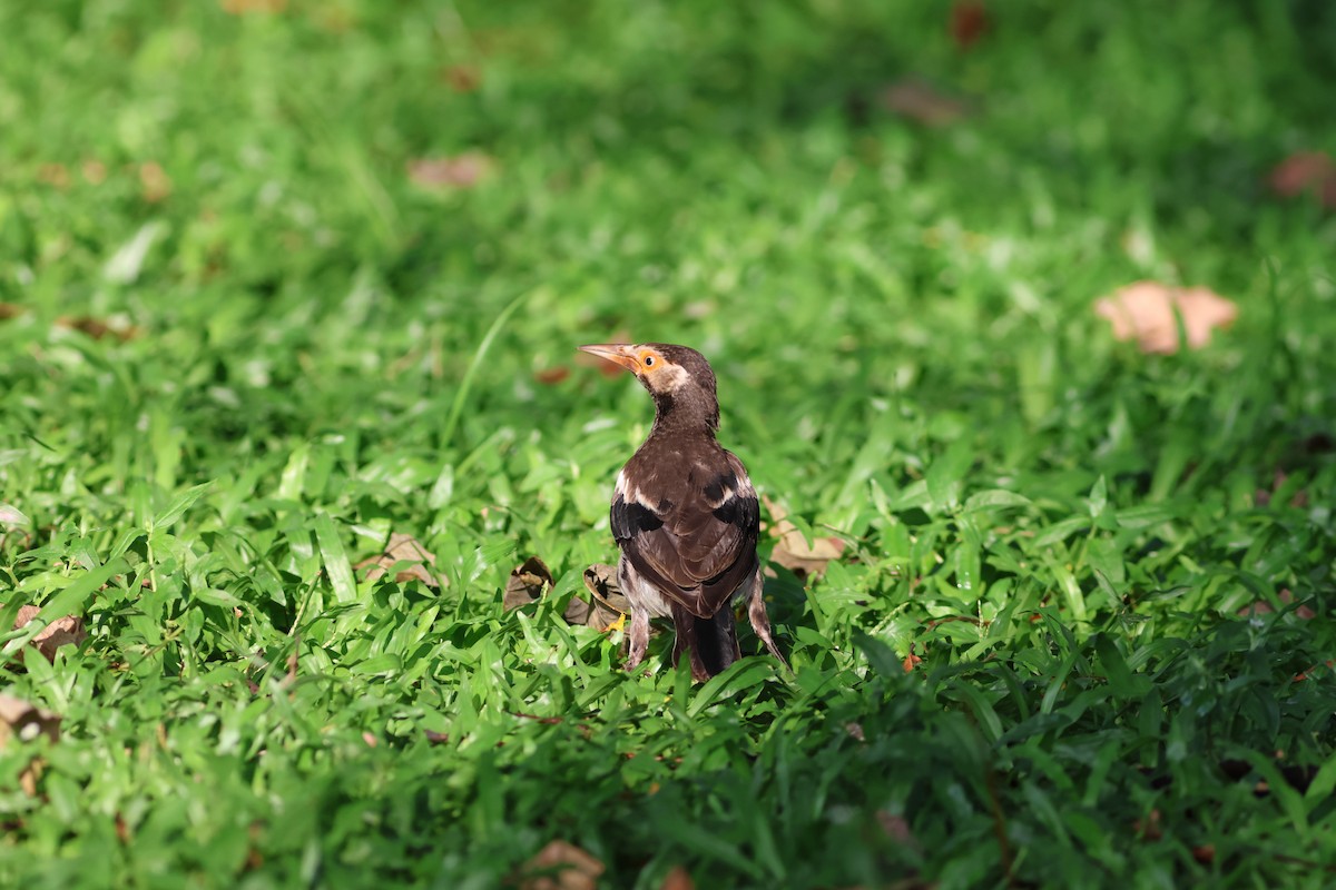Siamese Pied Starling - ML635361994