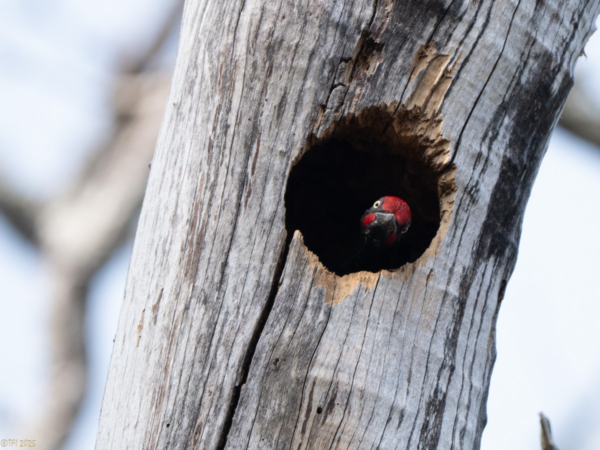 White-bellied Woodpecker - ML635361996