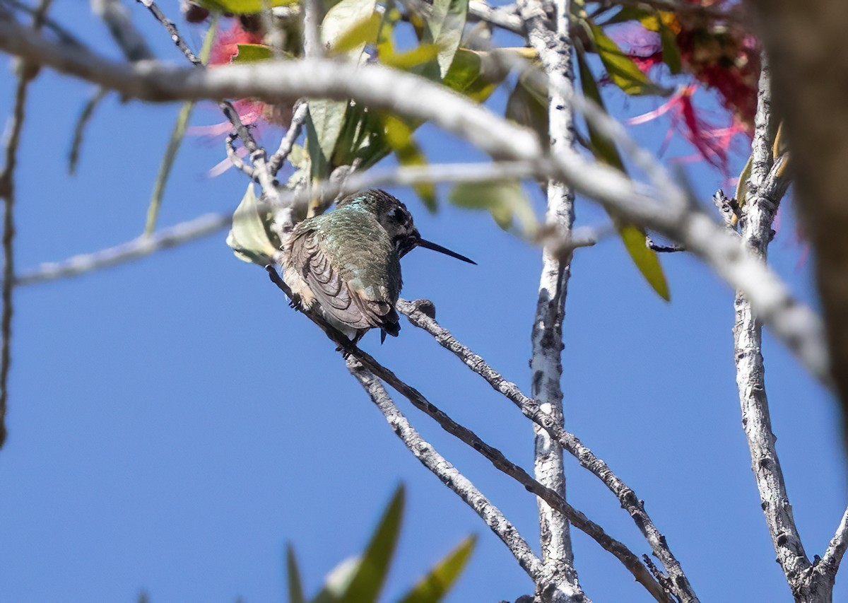 Calliope Hummingbird - ML635361998