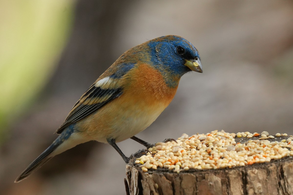 Lazuli Bunting - ML635361999