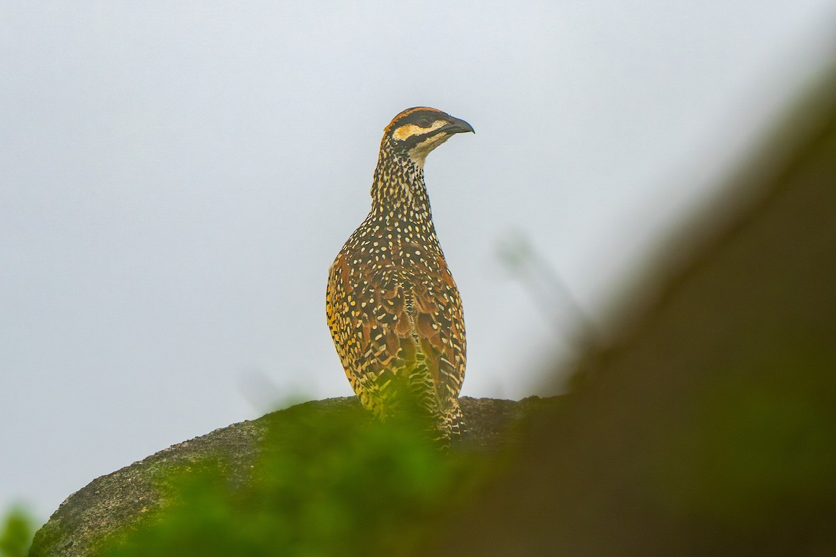 Chinese Francolin - ML635362011
