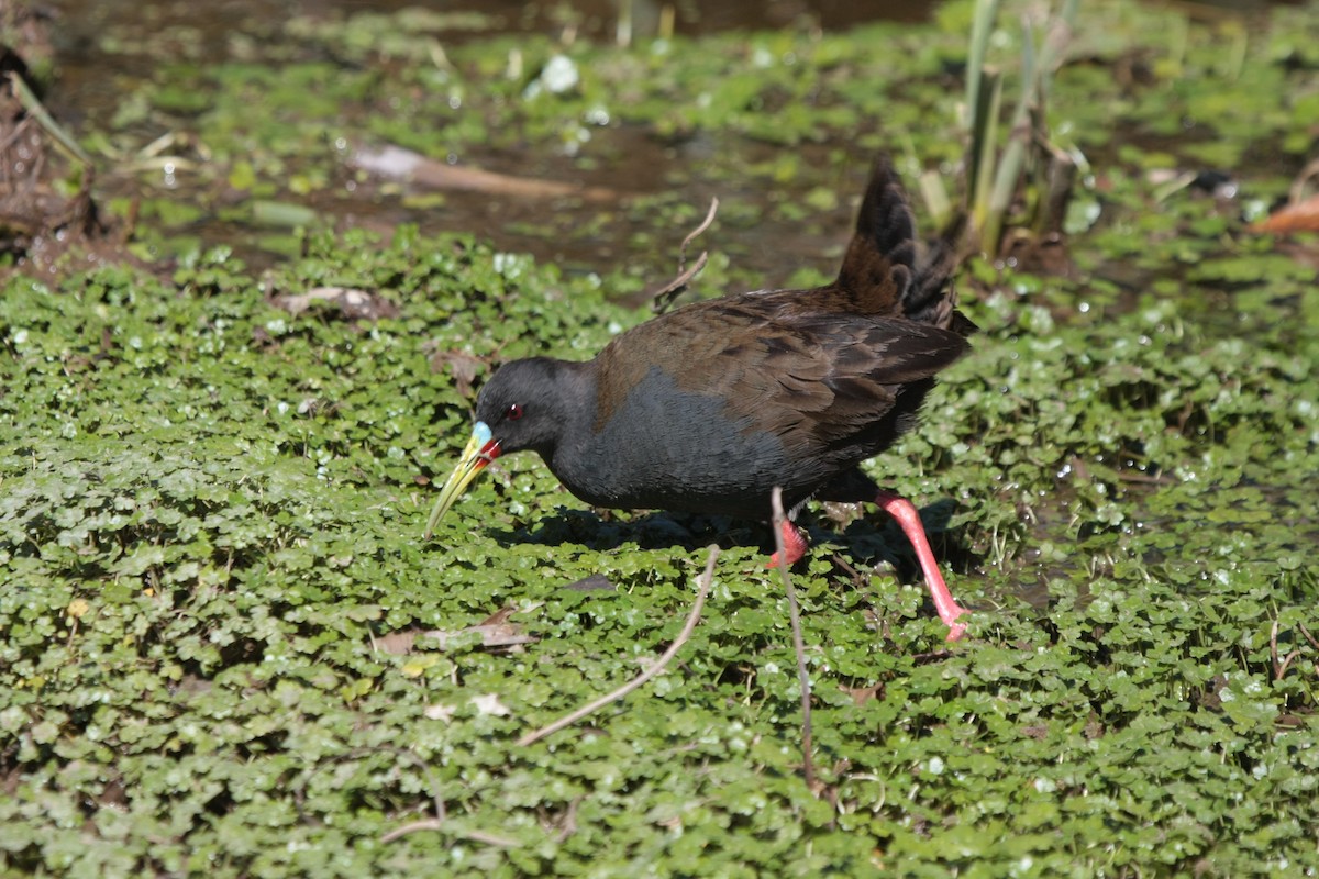 Plumbeous Rail - ML635362069