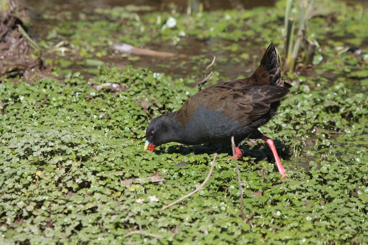 Plumbeous Rail - ML635362070