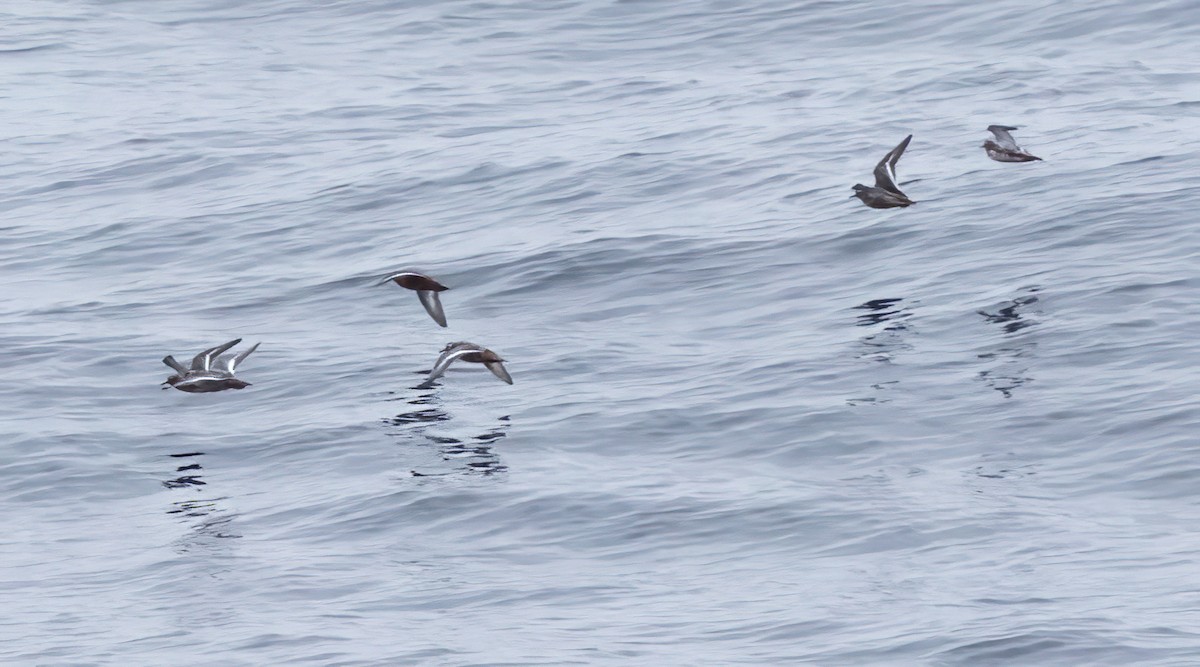 Red Phalarope - ML635362072