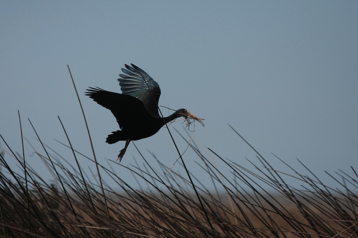 Bare-faced Ibis - ML635362090