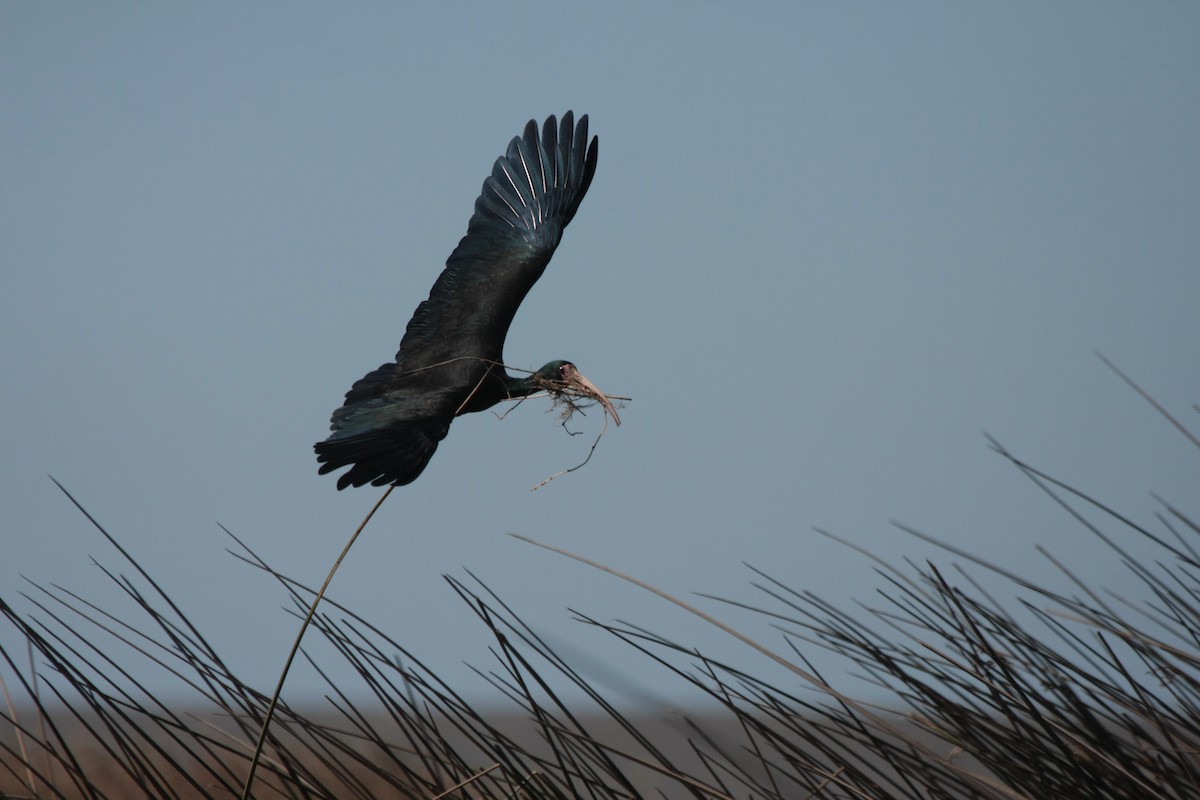 Bare-faced Ibis - ML635362091