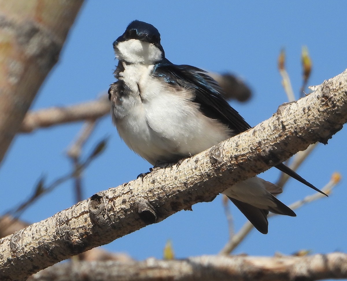 Tree Swallow - ML635362096