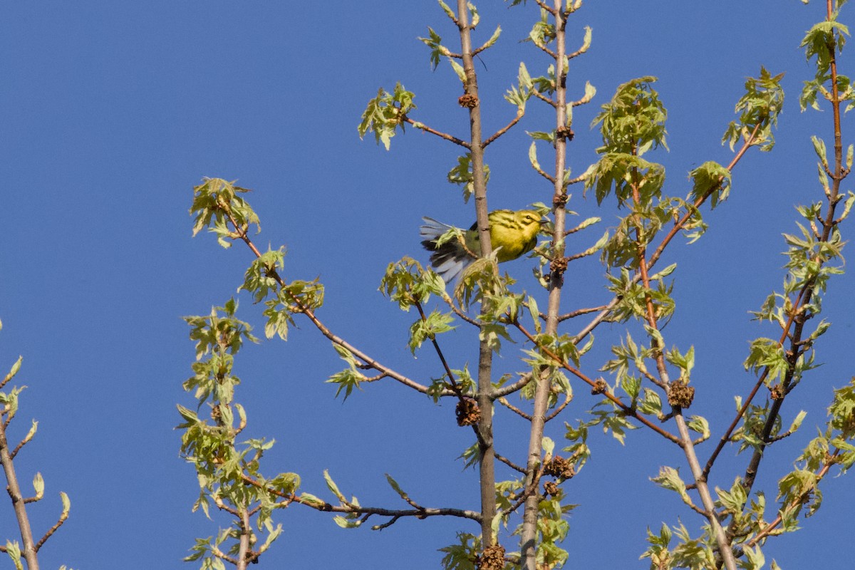 buskparula - ML635362124