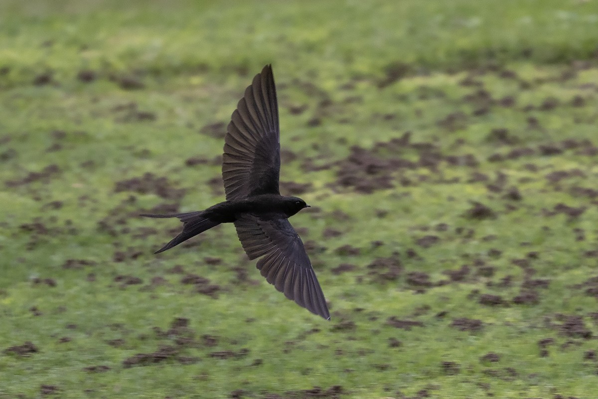 Black Sawwing - ML635362260