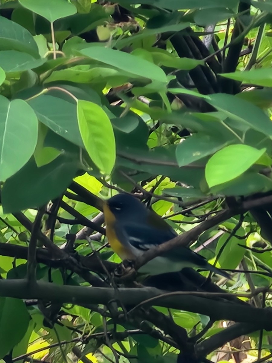 Northern Parula - ML635362261