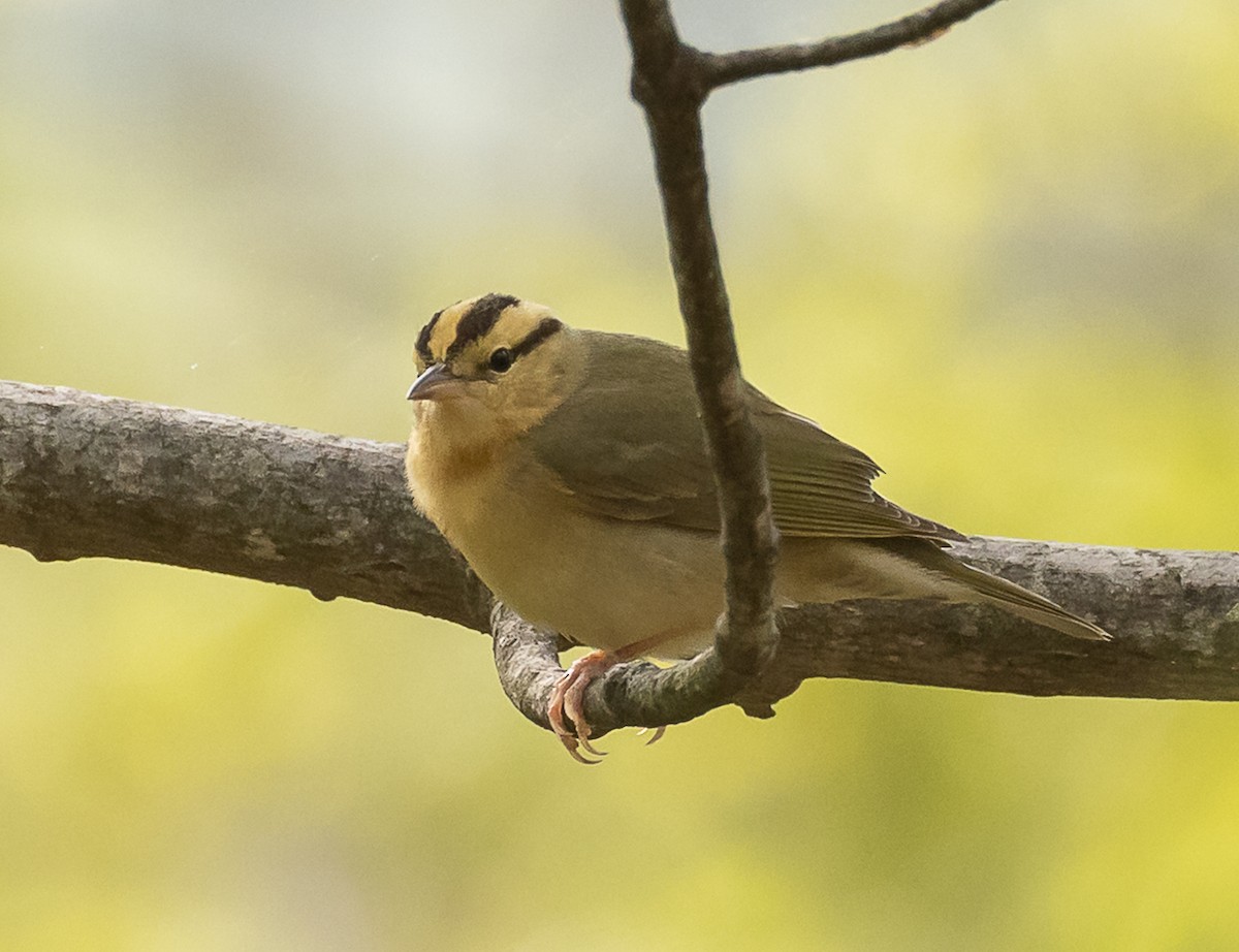 åmeparula - ML635362291