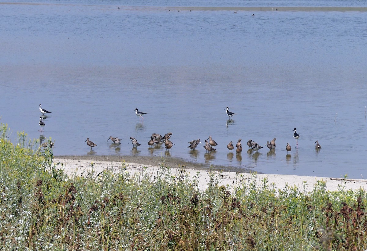 Long-billed Dowitcher - ML635362294