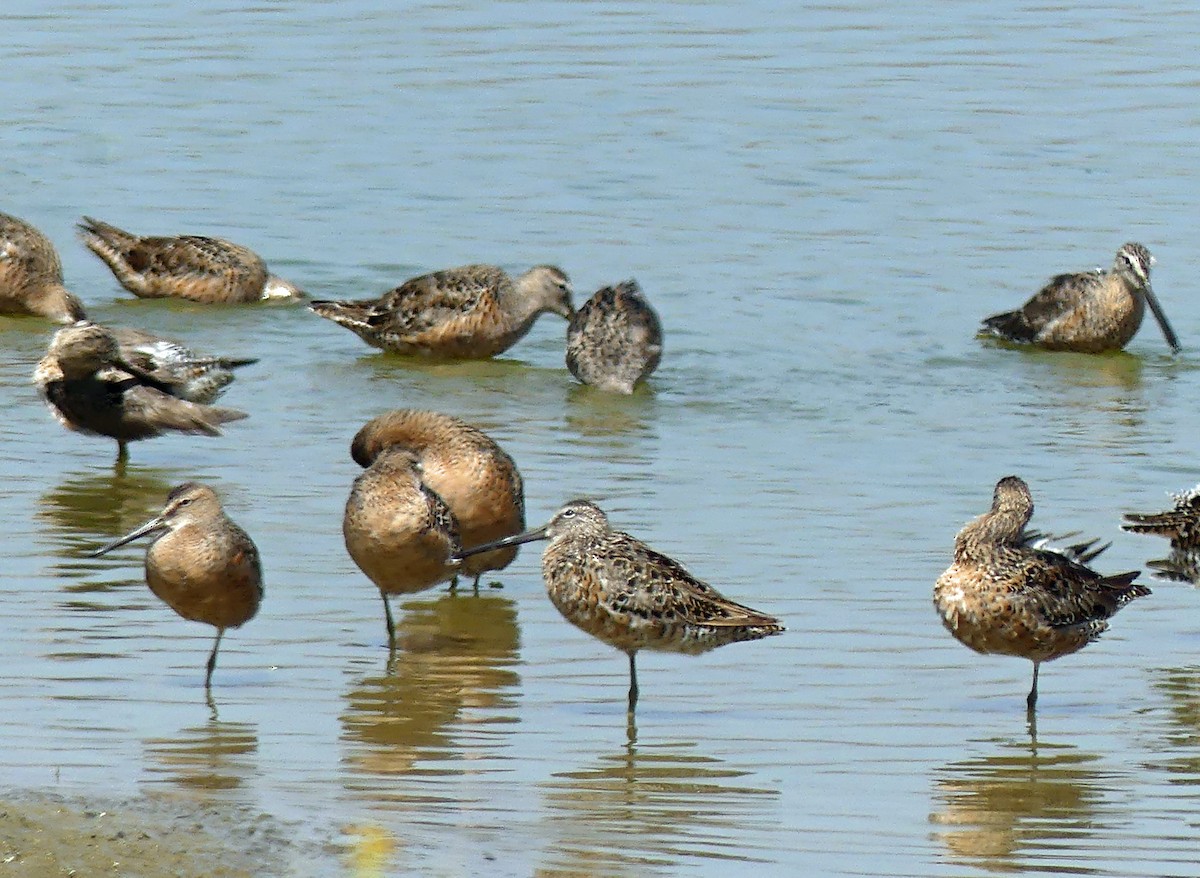 langnebbekkasinsnipe - ML635362304