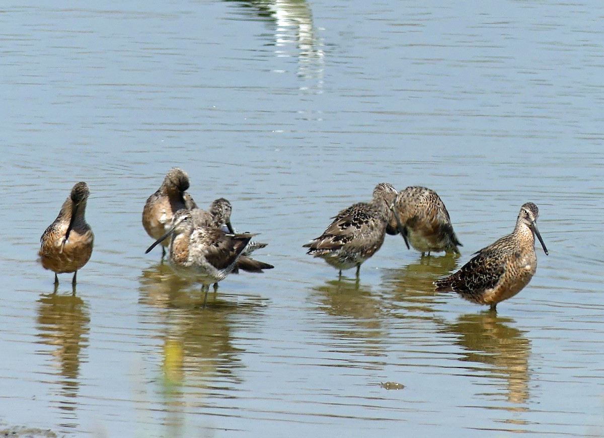 langnebbekkasinsnipe - ML635362305
