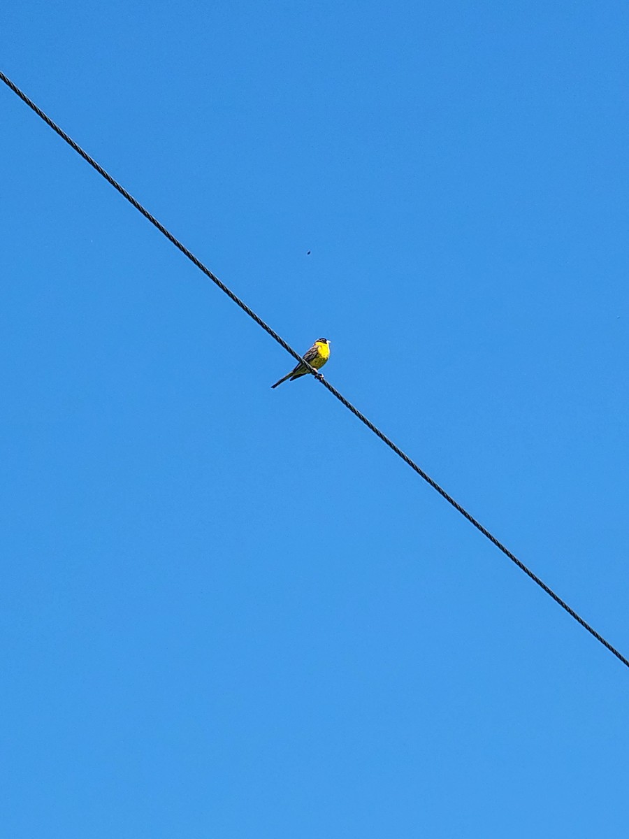 vintererle - ML635362322