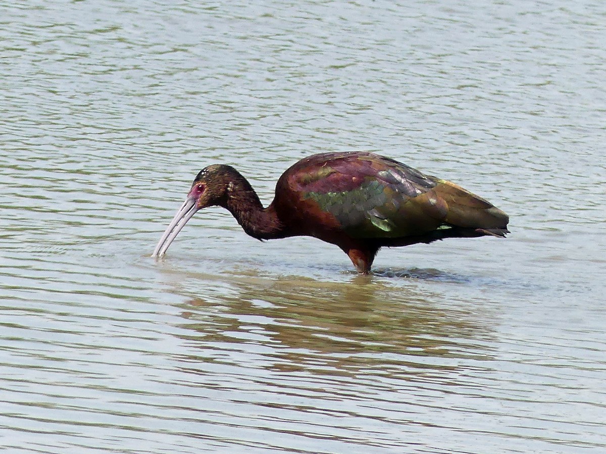 hvitgrimeibis - ML635362328