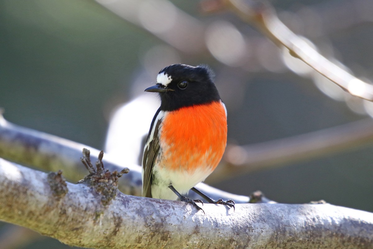 Scarlet Robin (Campbell's) - ML635362334