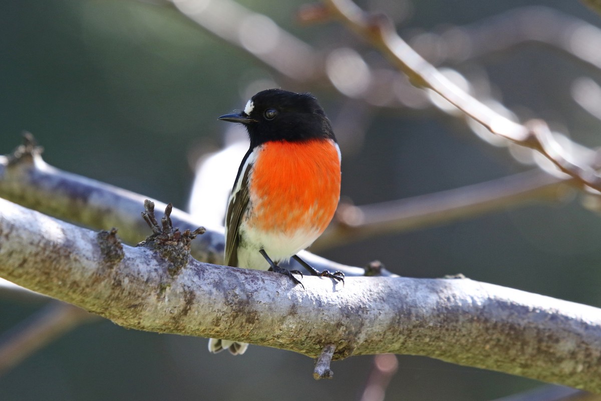 Scarlet Robin (Campbell's) - ML635362335