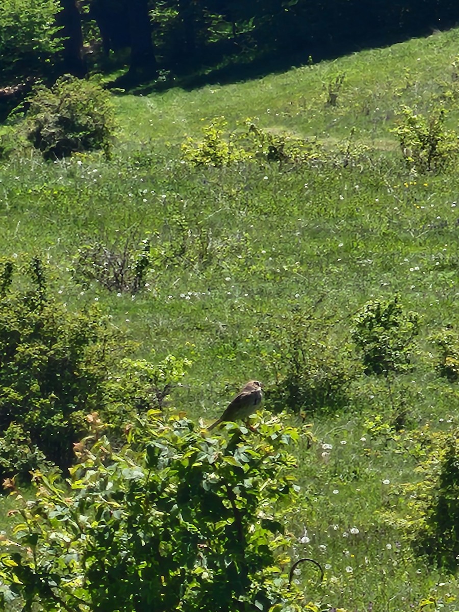 strnad luční - ML635362369