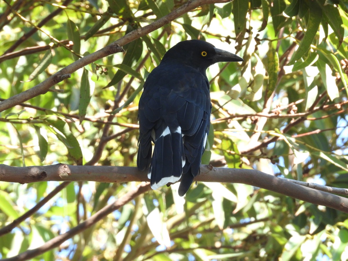 Pied Currawong - ML635362371