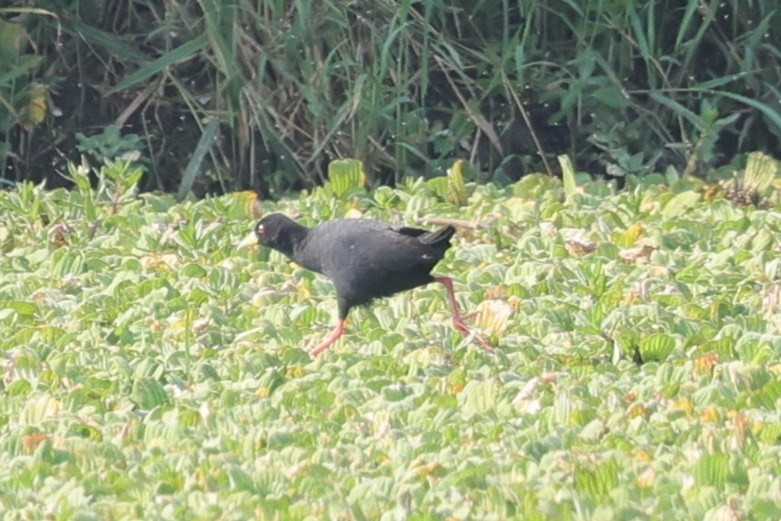 Black Crake - ML635362565