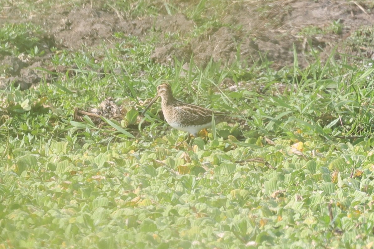 Common Snipe - ML635362567