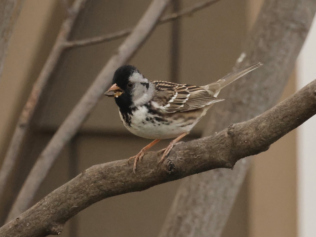 Harris's Sparrow - ML635362571