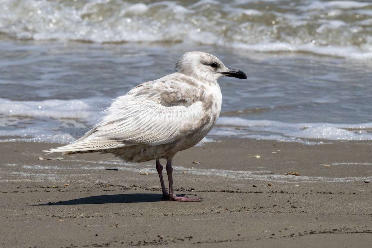 Iceland Gull - ML635362584