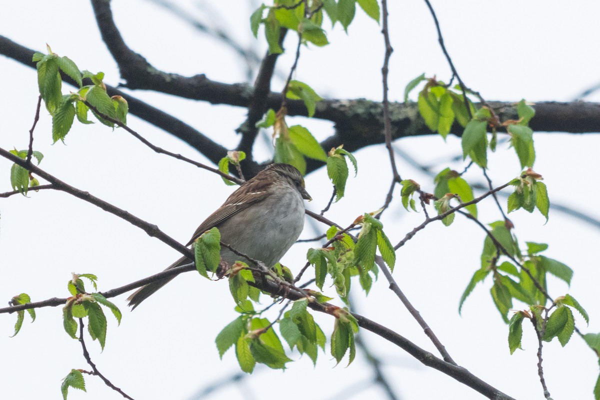 White-throated Sparrow - ML635362699