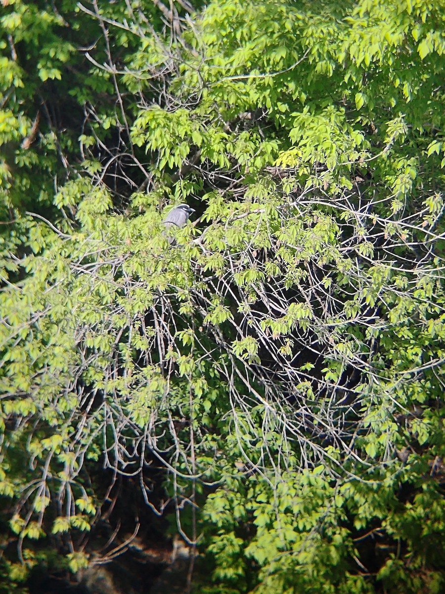 Yellow-crowned Night Heron - ML635362726