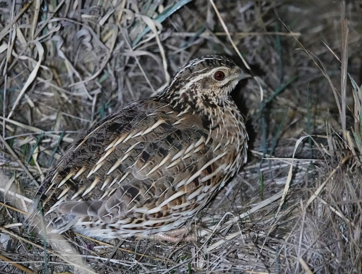 eBird Checklist - 9 May 2025 - Patho Plains - 7 species